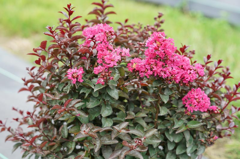Lagerstroemia Rikki Tikki® Pink (Crape Myrtle)