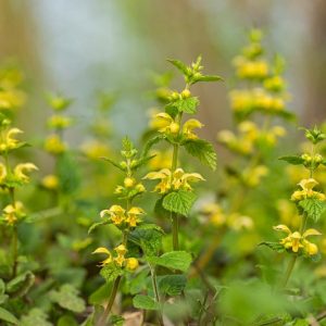 Lamium galeobdolon, Yellow Archangel, Weasel's Snout, Yellow Deadnettle, Perennial for shade, Groundcovers