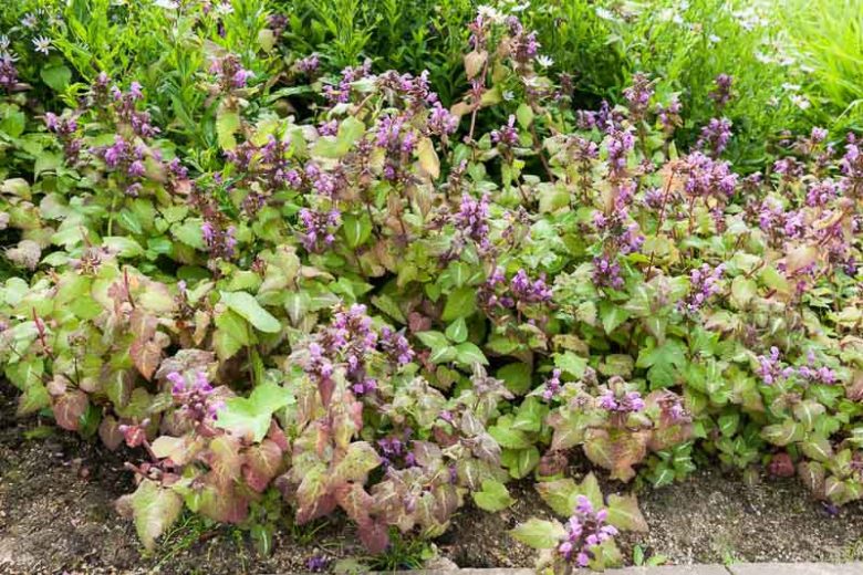 Lamium Maculatum Chequers, Spotted Dead Nettle Chequers, Spotted Deadnettle Chequers, Shade Perennial, Groundcover