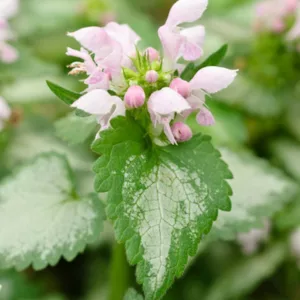 Lamium Maculatum Pink Chablis®, Spotted Dead Nettle Pink Chablis®, Spotted Deadnettle Pink Chablis®, Shade Perennial, Groundcover