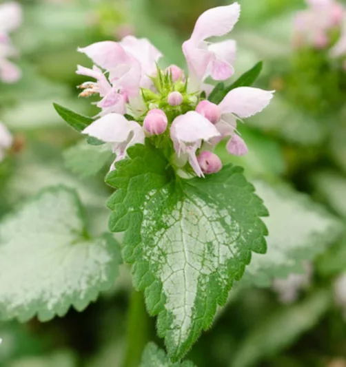 Lamium Maculatum Pink Chablis®, Spotted Dead Nettle Pink Chablis®, Spotted Deadnettle Pink Chablis®, Shade Perennial, Groundcover