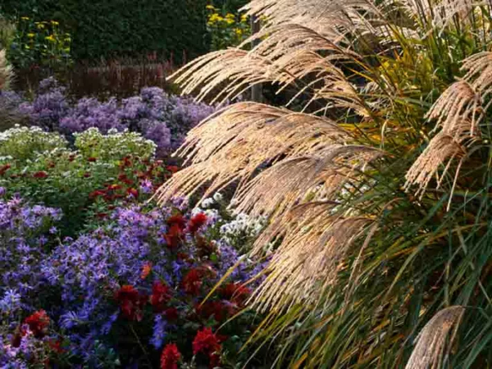 Designing with Ornamental Grasses, How to choose Miscanthus, How to landscape with Ornamental Grasses, How to landscape with Japanese Silver Grasses, How to choose Ornamental Grasses, How to choose Japanese Silver Grasses,