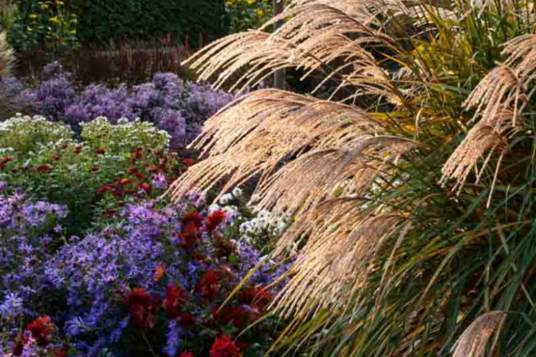 Designing with Ornamental Grasses, How to choose Miscanthus, How to landscape with Ornamental Grasses, How to landscape with Japanese Silver Grasses, How to choose Ornamental Grasses, How to choose Japanese Silver Grasses,