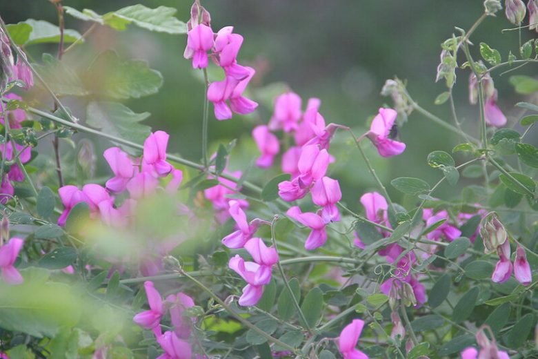 Lathyrus vestitus, Pacific Pea, Wild Sweet Pea, Canyon Pea, Fragrant Flowers, Pink Flowers, Purple Flowers, Perennial flowers, Cut flowers, deer resistant flowers