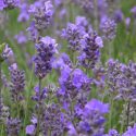 Lavandula Angustifolia 'Hidcote' , Lavender hidcote, English Lavender 'Hidcote', Lavender 'Hidcote', Lavandula 'Hidcote', Lavandula Spica 'Hidcote Purple', Lavandula 'Hidcote Blue', Purple flowers, Drought tolerant plant, Summer blooms, fragrant plants,