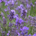 Lavandula Angustifolia 'Hidcote' , Lavender hidcote, English Lavender 'Hidcote', Lavender 'Hidcote', Lavandula 'Hidcote', Lavandula Spica 'Hidcote Purple', Lavandula 'Hidcote Blue', Purple flowers, Drought tolerant plant, Summer blooms, fragrant plants,