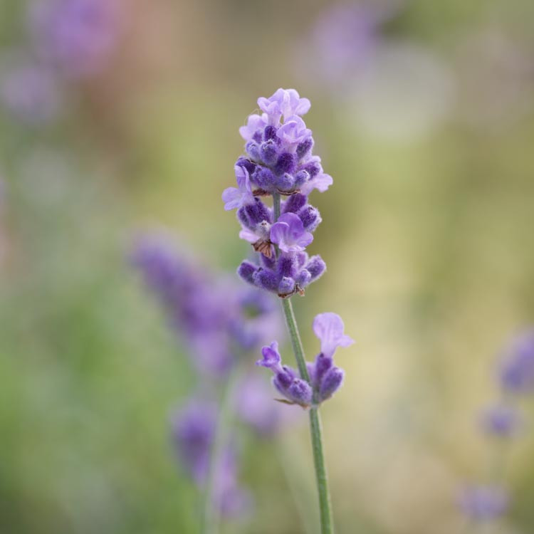 outdoor lavender plants for sale Munstead English Lavender main image 1