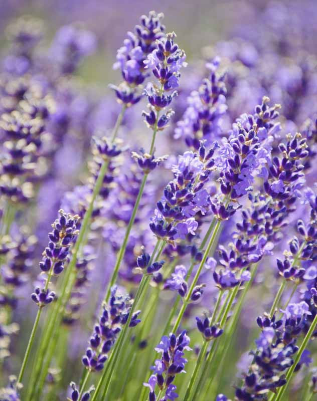 https://www.gardenia.net/wp-content/uploads/2023/05/lavandula-angustifolia-royal-purple-lavender.webp