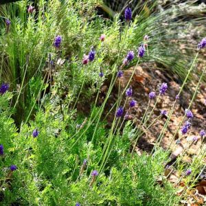 Lavender pinnata, Fern Leaf Lavender, Jagged Lavender, , Purple flowers, Drought tolerant plants, Deer resistant plants, fragrant flowers