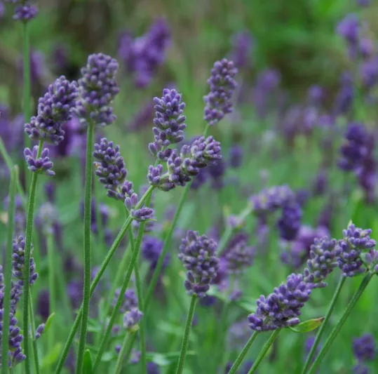 Lavandula x Intermedia Provence, Lavender 'Provence', Lavandin 'Provence', Fat Spike Lavender 'Provence' , Purple flowers, Drought tolerant plant, Summer blooms, Deer resistant plants, fragrant flowers
