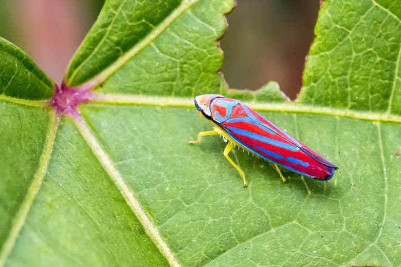 Leafhopper, Leafhoppers, Cicadellidae