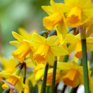 Daffodil Flowers, Tazetta Daffodils, Poeticus Daffodils, Cyclamineus Daffodils, Double Daffodils, Jonquilla Daffodils, Large-Cupped Daffodils, Small-Cupped Daffodils, Triandrus Daffodils, Tru