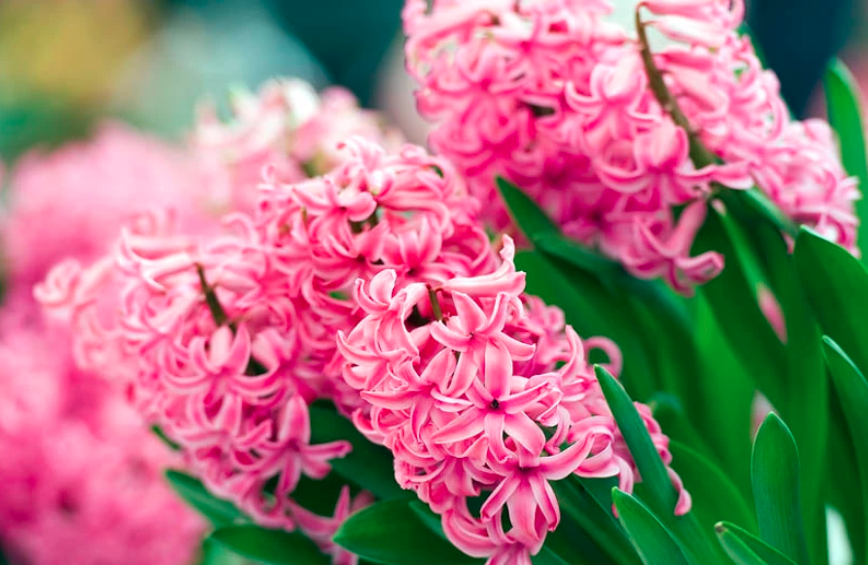 Hyacinth How to Grow and Care with Success