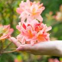 Growing Azaleas, Growing Rhododendrons, Azalea Care, Rhododendron Care, Planting Azaleas, Planting Rhododendrons, Azalea Maintenance, Rhododendrons Maintenance