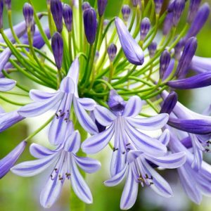 Agapanthus, lily of the Nile, African Lily, Blue flower, purple flower, agapanthus Africanus, Agapanthus Umbellatum, Evergreen Perennials,