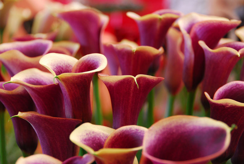 Purple Calla Lily Plant : Best Unique Growing Tips