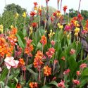Canna Lily bulbs, Canna lilies, Canna Rhizomes, Canna Tubers, Planting Cannas, Caring for Cannas, Growing Cannas, Canna Care