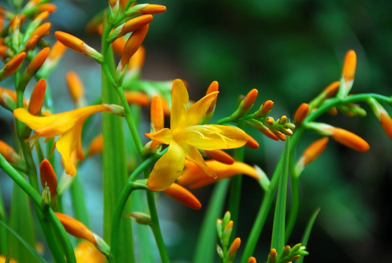Learn How To Plant, Care and Grow Beautiful Crocosmia