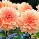 Dahlias, How to care for dahlias, Planting dahlia, Growing dahlia, Dahlia care, Dahlia Tubers, Dahlia Bulbs, Dahlia Flower, Dahlia Flowers, summer bulbs