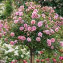 English Roses, How to care for English Roses, Planting English Roses, Growing English Roses, English Rose care, English Rose Flower, English Rose, David Austin Rose, Fragrant roses, Shrub roses