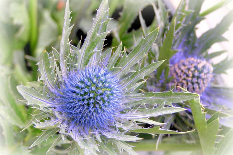 Foraging and Cooking Edible Thistles - Forager
