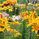 Lilies, Lily, Lily Flower, Lily Flowers, Lily care, Planting Lilies, Growing Lilies, Lilies care, Martagon Lilies, Asiatic Lilies, Trumpet Lilies, Oriental Lilies,