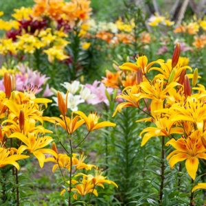 Lilies, Lily, Lily Flower, Lily Flowers, Lily care, Planting Lilies, Growing Lilies, Lilies care, Martagon Lilies, Asiatic Lilies, Trumpet Lilies, Oriental Lilies,