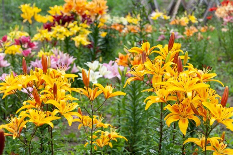 Lilies, Lily, Lily Flower, Lily Flowers, Lily care, Planting Lilies, Growing Lilies, Lilies care, Martagon Lilies, Asiatic Lilies, Trumpet Lilies, Oriental Lilies,