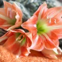 Amaryllis, Amarylis Bulbs, Hippeastrum, Hippeastrum Bulbs, Amaryllis Re-bloom, Forcing Amaryllis