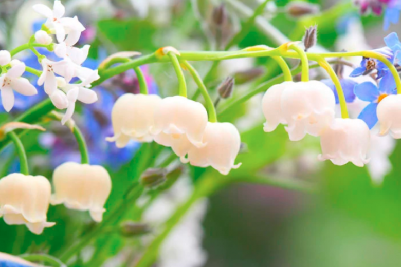 Lily of the Valley: How to Grow and Care with Success