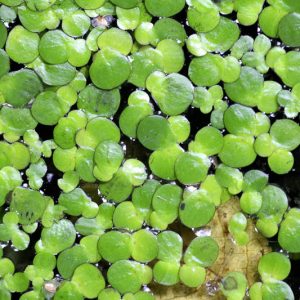 Lemna minor, Common Duckweed, Lemna cyclostasa, Lemna minima, Aquatic Ferns, Pond Plants