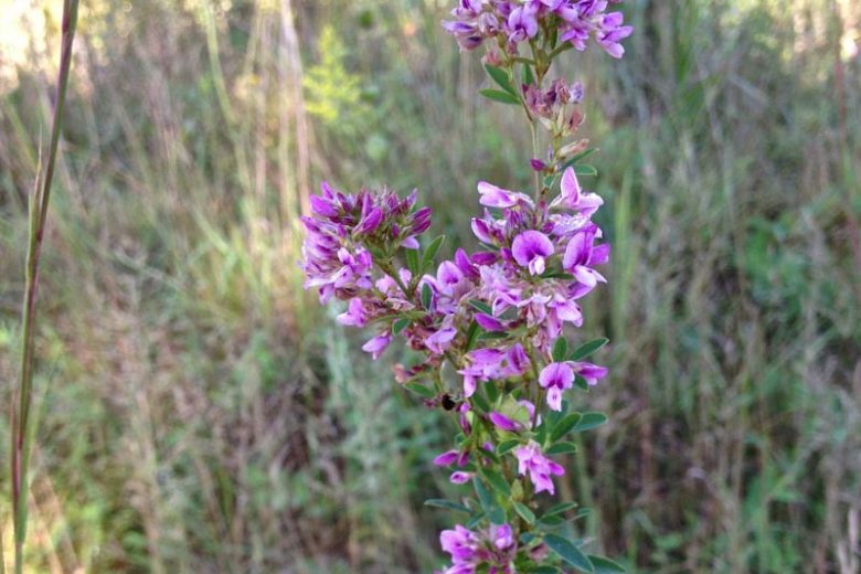 Lespedeza virginica, Slender Lespedeza, Slender Bush Clover, deciduous shrub, pink flowers, purple flowers, flowering shrub