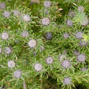 Leucadendron galpinii, Galpins Conebush, Hairless Conebush, Silver Balls, Mediterranean shrubs, Evergreen Shrubs