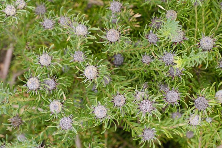 Leucadendron galpinii, Galpins Conebush, Hairless Conebush, Silver Balls, Mediterranean shrubs, Evergreen Shrubs