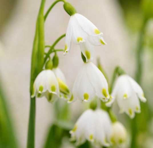 Leucojum vernum, Spring Snowflake, Leucojum, Snowflakes, Early Spring Bulbs, Early Spring Bloom