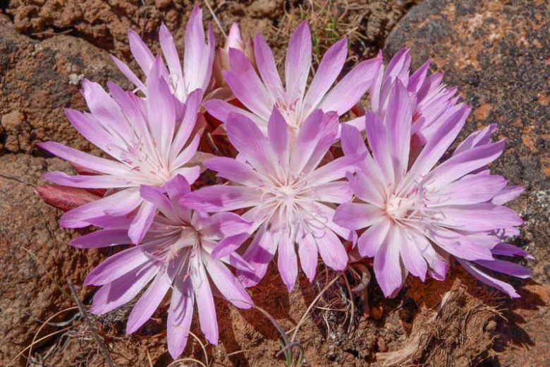 Lewisia rediviva, Bitter Root, Oregon Bitter-root, Bitterwort, Alpine wildflower, Pink Flowers, White Flowers