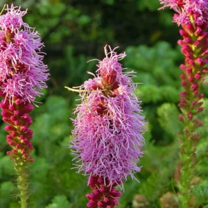 Liatris punctata, Dotted Blazing Star, Dotted Gayfeather, Dotted Liatris, Purple Flowers