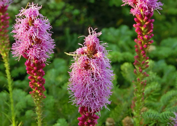 Liatris punctata, Dotted Blazing Star, Dotted Gayfeather, Dotted Liatris, Purple Flowers
