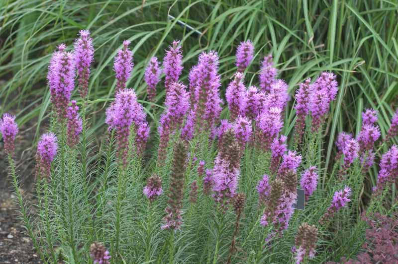 Liatris spicata 'Floristan Violet' (Blazing Star)