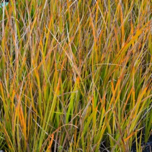 Libertia Peregrinans, Mikoikoi, Wandering Chilean Iris, New Zealand Iris, Gold-Leaf New Zealand Iris, Orange Libertia