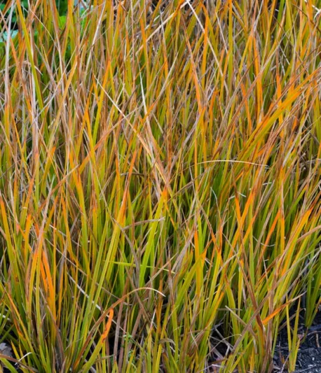Libertia Peregrinans, Mikoikoi, Wandering Chilean Iris, New Zealand Iris, Gold-Leaf New Zealand Iris, Orange Libertia