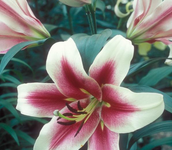 Lilium 'Altari', Lilium 'Altari', Lily 'Altari', Lily 'Altari', Oriental Lily 'Altari', Oriental Trumpet Lily, Orienpet Lily, Oriental Trumpet Lilies, Orienpet Lilies, Pink Lilies, Bicolo