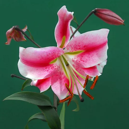Lilium 'Anastasia' (Orienpet Lily)