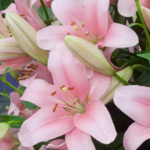 Lilium 'Brindisi', Lily 'Brindisi', LA Hybrid Lily, Longiflorum-Asiatic Lily, LA Hybrid Lilies, Longiflorum-Asiatic Lilies, Pink Lilies, Fragrant lilies, Lily flower, Lily Flower