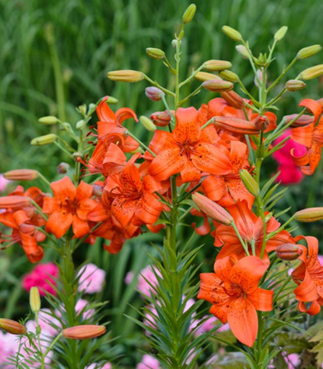 Lilium 'Fire King' (Asiatic Lily)
