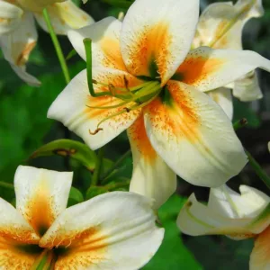 Lilium Lady Alice, Lady Alice Lily, Lily 'Lady Alice', Lily Species, Summer flowering Bulb, Yellow Lilies, White Lilies, Lily flower, Lily Flower, Bicolor Lily
