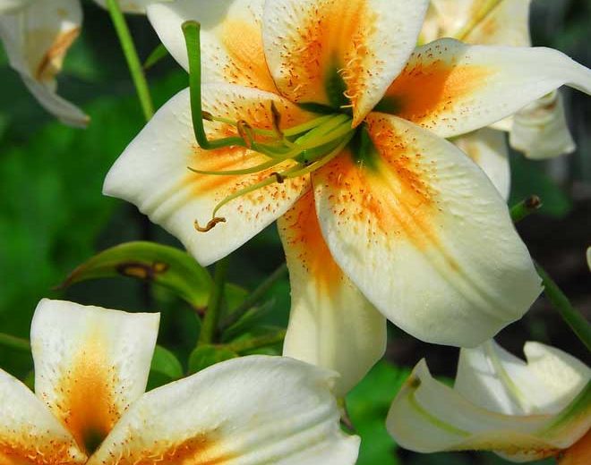 Lilium Lady Alice, Lady Alice Lily, Lily 'Lady Alice', Lily Species, Summer flowering Bulb, Yellow Lilies, White Lilies, Lily flower, Lily Flower, Bicolor Lily