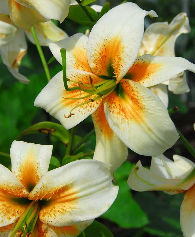 Lilium 'Lady Alice'
