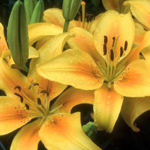 Lilium 'Pollyanna', Lily 'Pollyanna', Asiatic Hybrid Lily 'Pollyanna', Summer flowering Bulb, early summer flowering lilies, yellow lilies, bicolor lilies, Award lilies