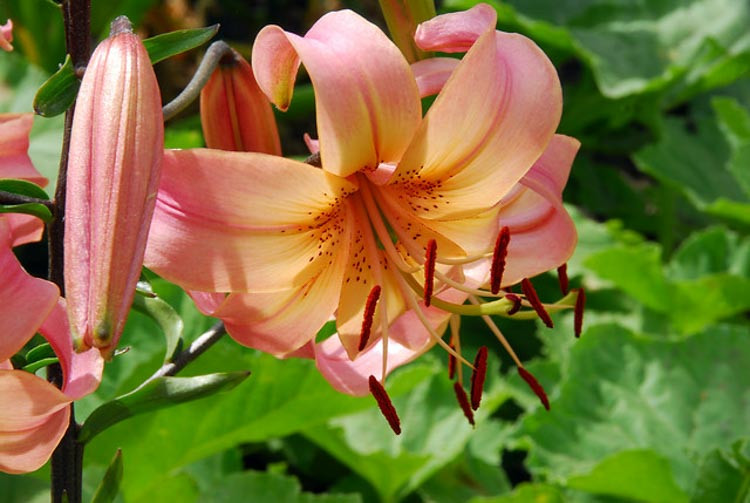 Lilium 'Salmon Twinkle', Lily 'Salmon Twinkle', Asiatic Hybrid Lily 'Salmon Twinkle', Summer flowering Bulb, early summer flowering lilies, pink lilies, salmon lilies